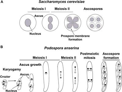 Spatiotemporal Dynamic Regulation of Organelles During Meiotic Development, Insights From Fungi